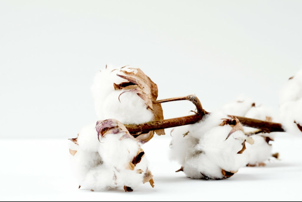 The Sustainability of Cotton