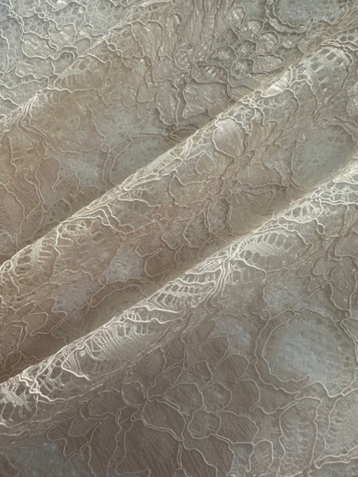 Champagne Corded Lace with Scalloped Edge