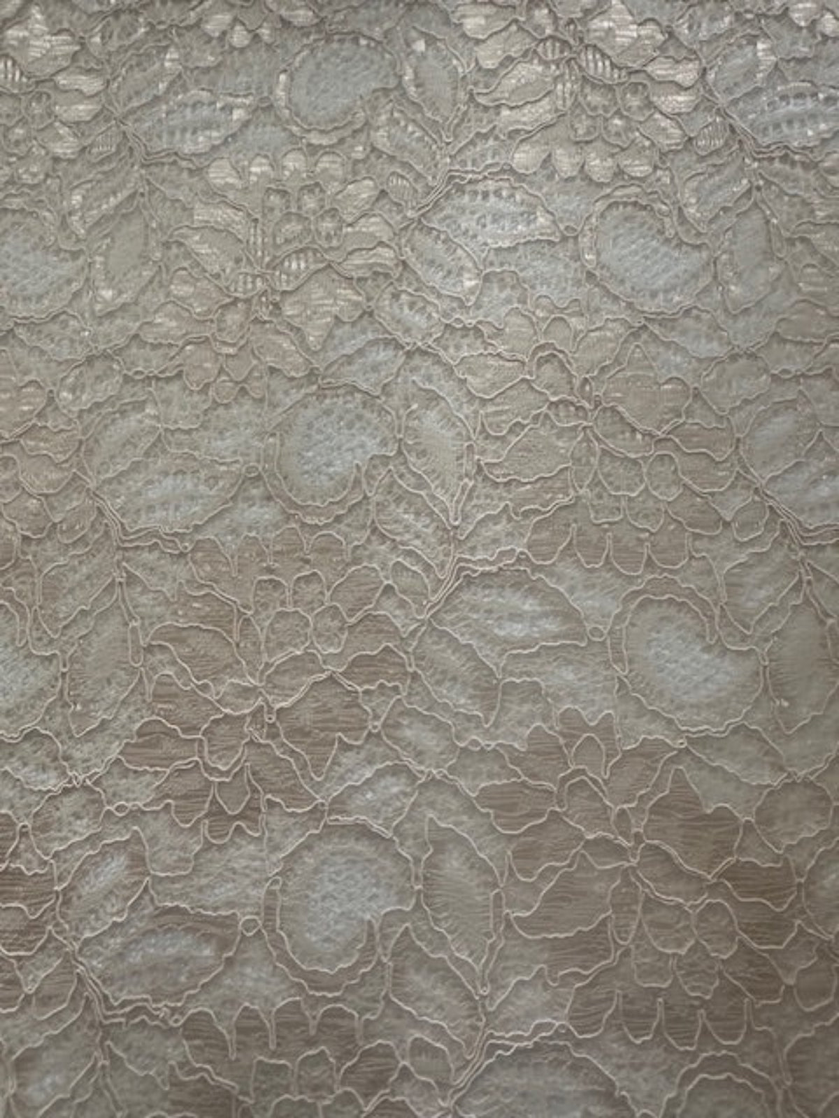 Champagne Corded Lace with Scalloped Edge