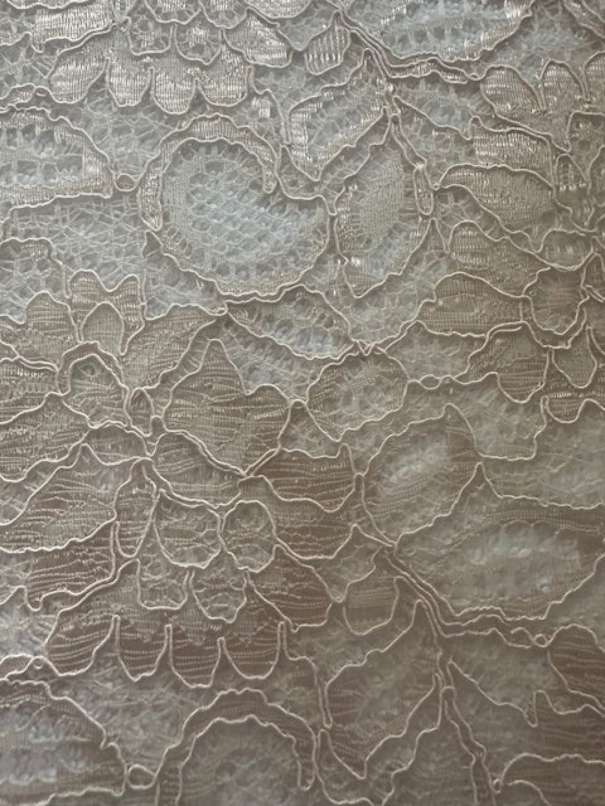 Champagne Corded Lace with Scalloped Edge